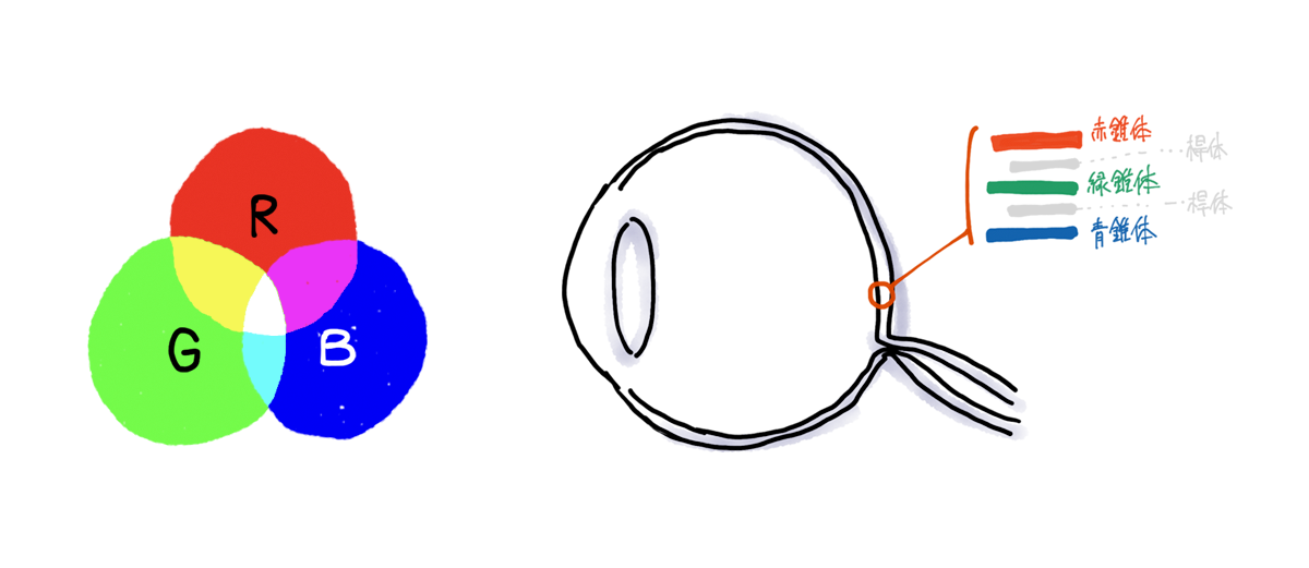 RGBの図と、眼球の断面図。網膜に、三種類の錐体が存在することを図解している。